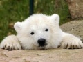 A Very Bearish Journey